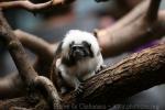 Cotton-top tamarin