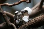 Cotton-top tamarin