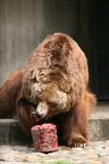 Kodiak brown bear *