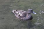 African black duck