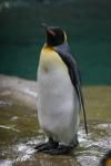 King penguin