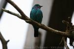 Spangled cotinga