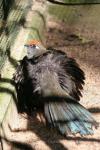 Red-fronted coua *