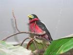 Black-and-red broadbill *