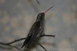 Dusky hummingbird *