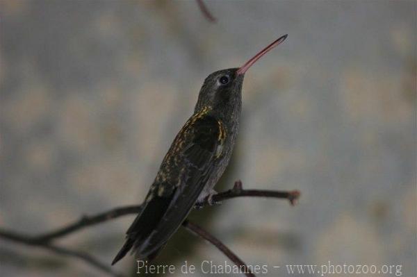 Dusky hummingbird *