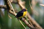 Violaceous euphonia