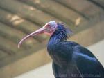 Northern bald ibis