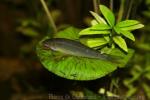 Siamese algae-eater