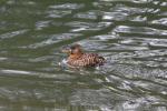 White-backed duck