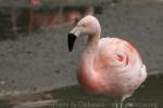 Chilean flamingo