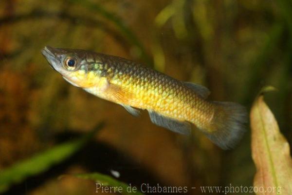 Sakaramy killifish