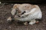 Eurasian tundra reindeer