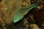 Rare wrasse