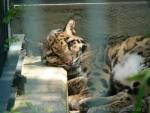 Clouded leopard