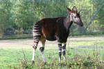 Okapi