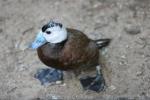 White-headed duck