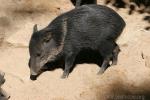 Collared peccary