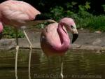 Andean flamingo