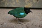 Western hooded pitta