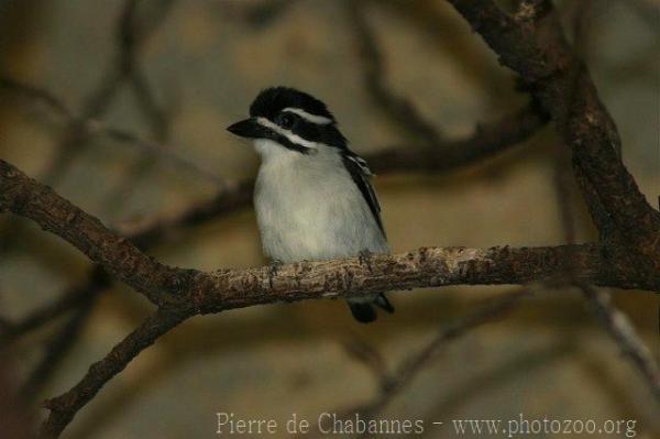 Yellow-rumped tinkerbird