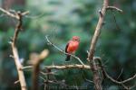 Vermilion flycatcher