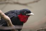 Purple-throated fruit-crow