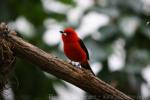 Brazilian tanager