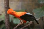 Andean cock-of-the-rock