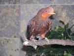 Andean cock-of-the-rock