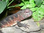 Chinese crocodile lizard