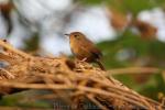 Southern house wren