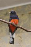 White-tailed trogon