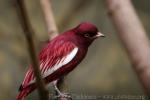 Pompadour cotinga