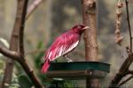 Pompadour cotinga