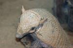 Yellow armadillo