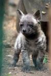 Striped hyena