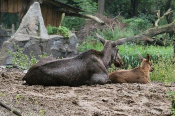 Moose