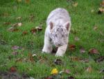 Mainland (White) tiger *