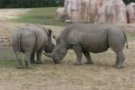 Southern white rhinoceros