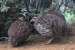 Double-spurred francolin