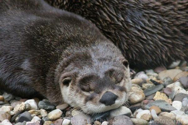 North American river otter