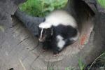 Striped skunk