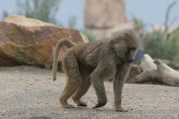 Olive baboon