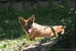 Black-backed jackal *