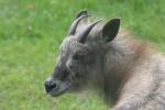 Japanese serow