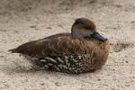 West Indian whistling-duck