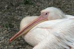 Great white pelican