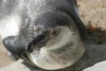 Humboldt's penguin