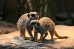 Slender-tailed meerkat